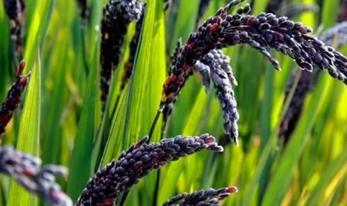 膳食纤维|夏天女性过了30岁，多吃3种食物，排毒瘦身，美容养颜，滋阴补肾