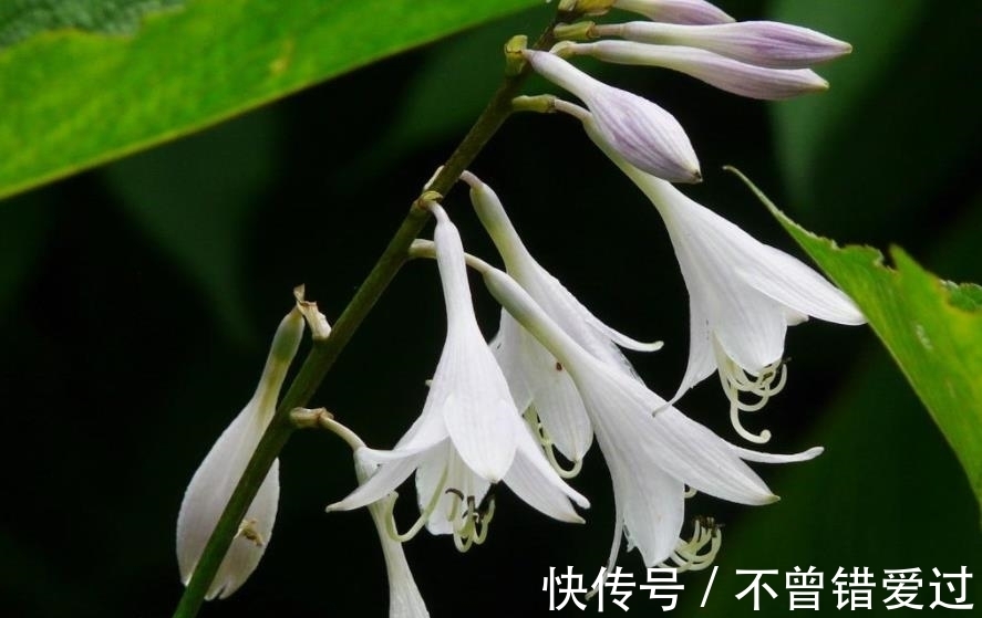 4种耐寒的花卉,零度以下也能活!低温区也可以养花了