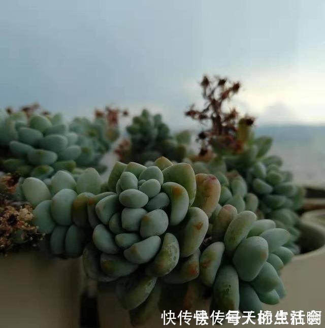 叶片|劳尔这样养,爆盆容易植株壮,叶片肥厚红晕浓,尽显欧洲文艺范儿!