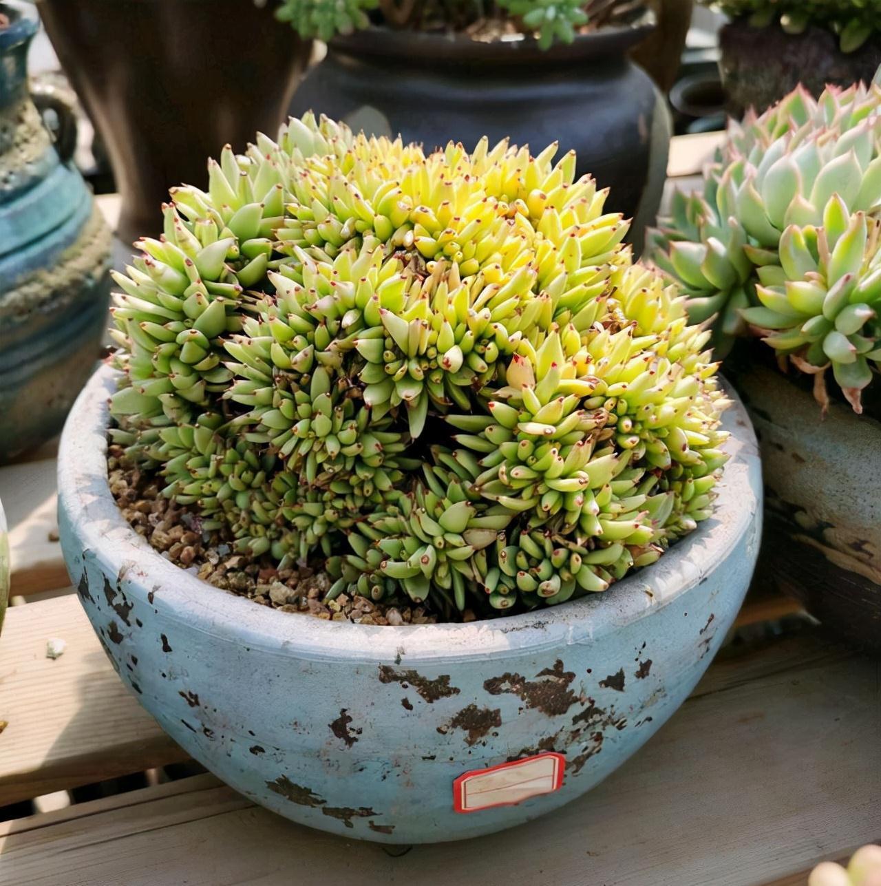 这“三多肉”是缀化小能手,无需掐剪,就能“密密麻麻”蹿满芽