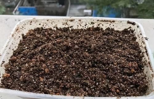 养花不注意“4件事”，付出再多时间和心力都得白费