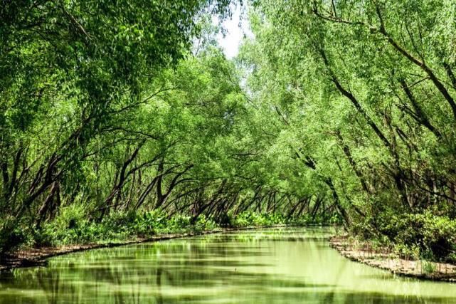 湿地在入海口是一种怎样的体验？一年四季都是美景，像是绿野仙踪