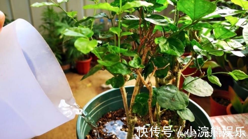 植株|茉莉花简单处理一下,开花一茬接一茬,整个夏天都有花看
