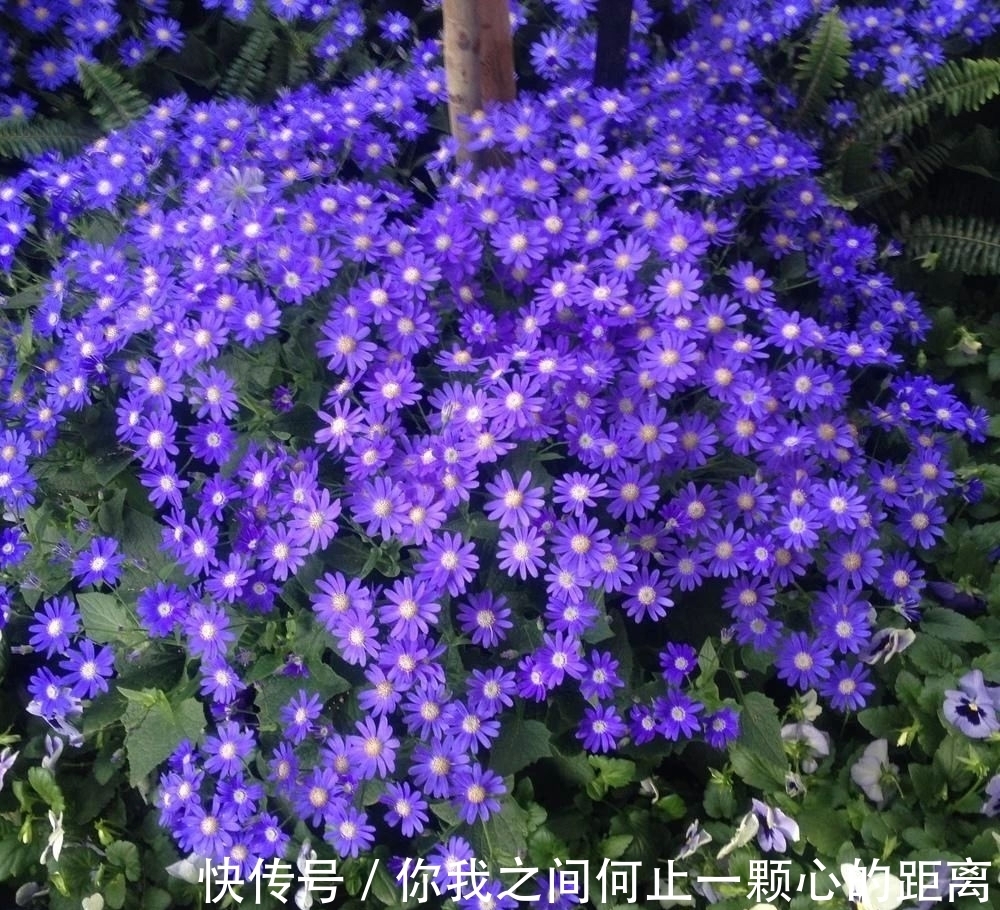 为什么家里的瓜叶菊养一段时间就会枯萎,如何让它开花更久?