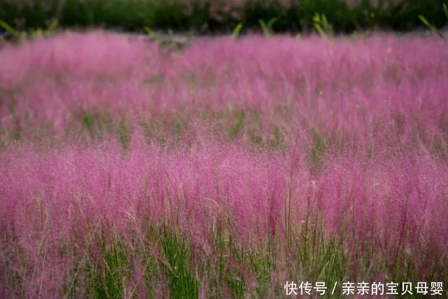 如梦似幻！这片3万平方米的粉黛乱子草花海开了