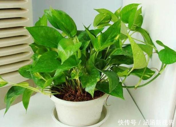 养花|养花浇水是个难题远离''4种水质''，花根不易腐烂化水