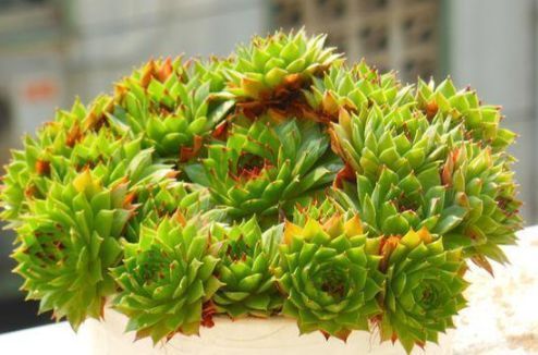 盘点最容易爆盆的3种多肉,养肉老花农详细给你讲!