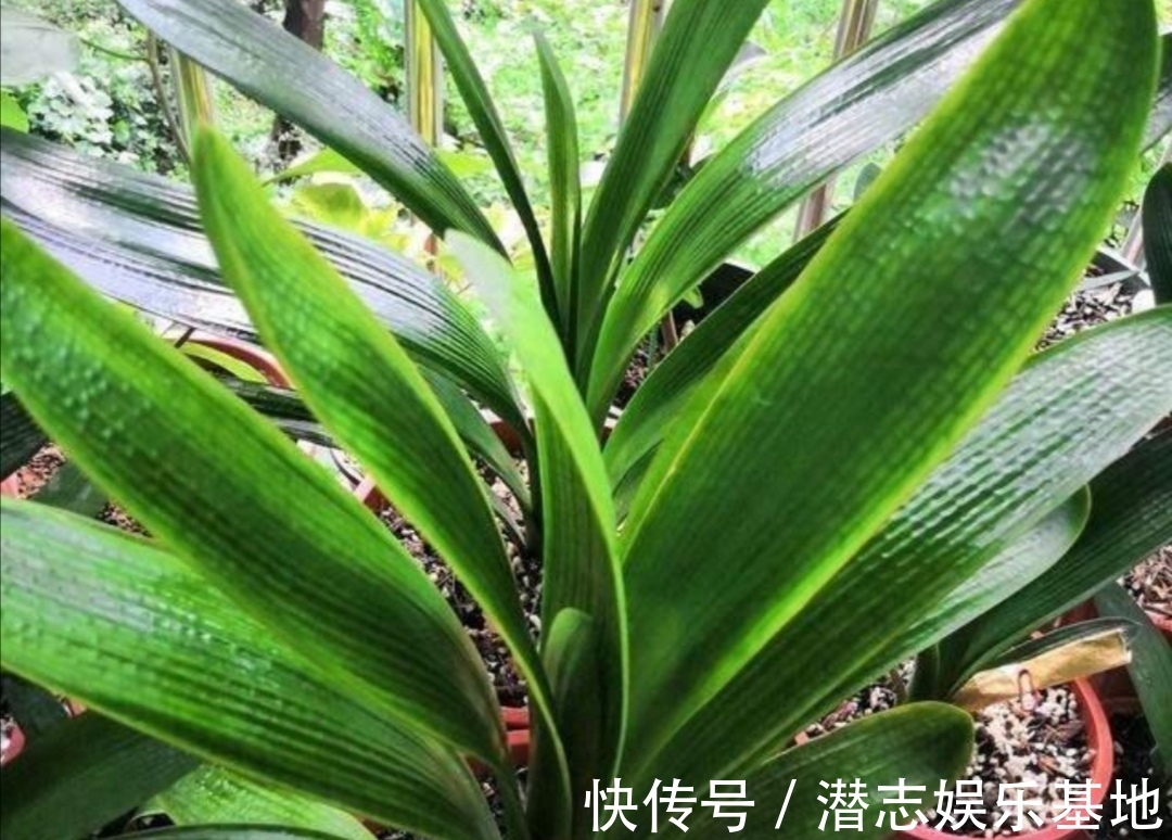 君子兰|你知道吗?夏天6种花要“休眠”,浇水多了就烂根
