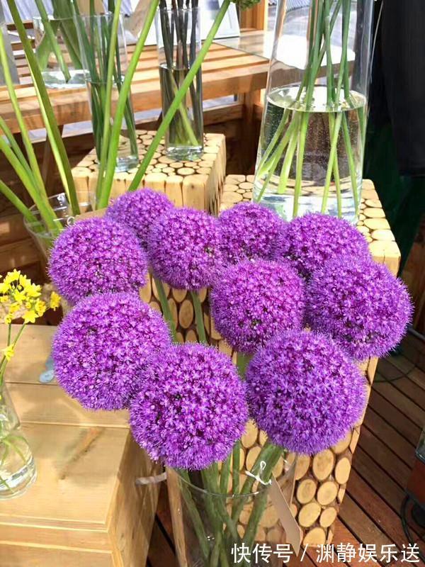 花径|花径最大的球根花卉，花期长，花色艳丽，漂亮又好养，养花就选它