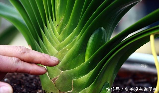 君子兰缺肥有什么症状一年四季怎样给君子兰施肥!