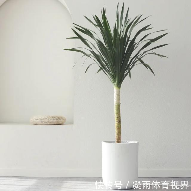 幸福树|2021年最流行的客厅花卉植物，看看哪种最适合你家