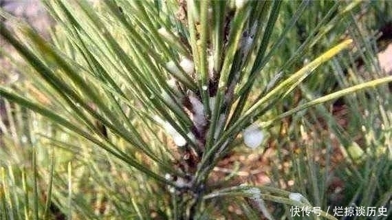 白糖|农村的天然白糖,就长在松树上,还能治病,是个啥?