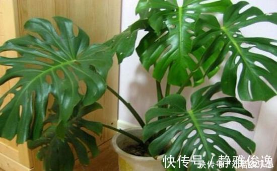 元气满满|听说养花还可以给室内降温,养上这些花,让你清凉一夏天