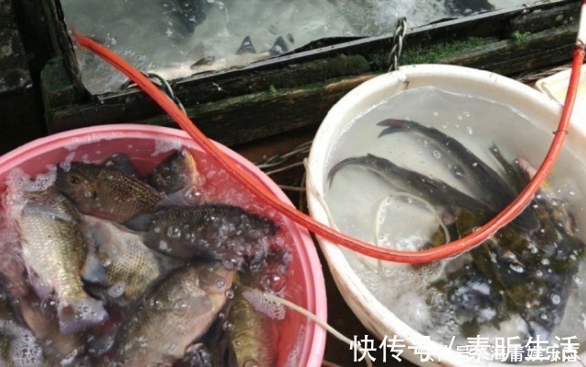 这三种鱼，目前为止没办法人工养殖，所以放心买着吃吧