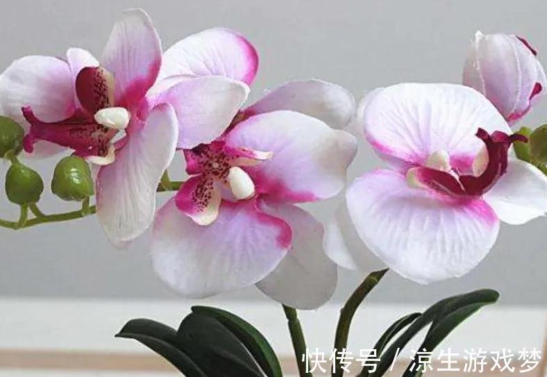 6种花不好养,太难伺候了,不适合新手花友