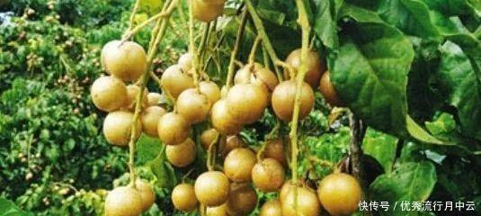 北方地区|南方农村有一种野果,烂在树上,但北方人却从来没有吃过