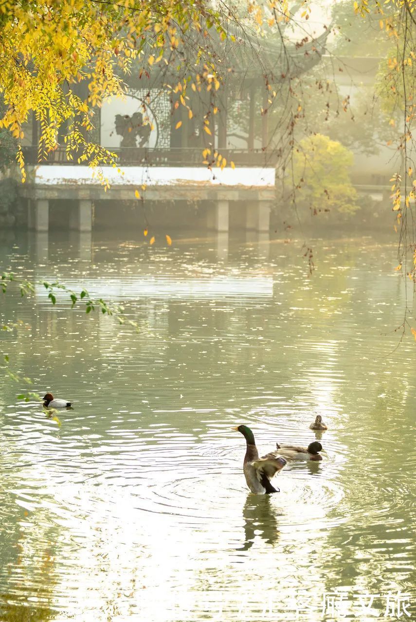 梅花|比南京秀丽，比成都安逸，倦了就去2500年老城小住几日