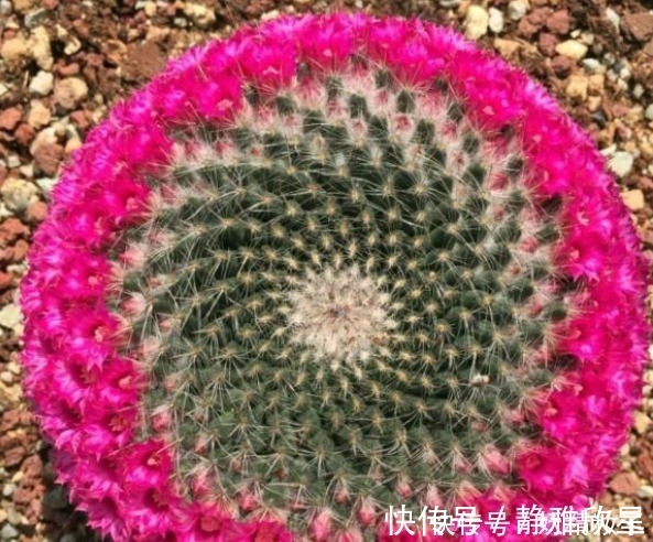 他养了1盆“仙人球”，开花100朵，漂亮极了，大家都说头回见