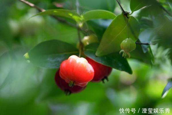 长相似南瓜,失眠的人吃上几粒很好,市场卖20元一斤,可种植吗