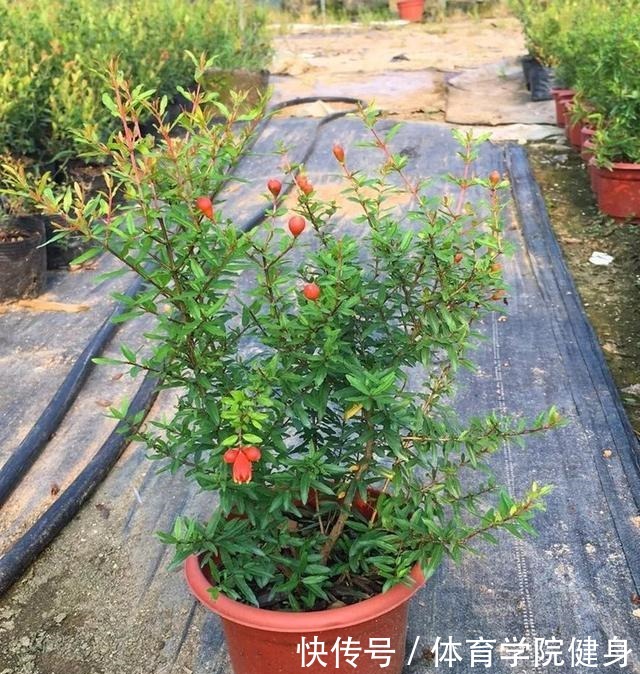 养盆栽石榴，把这3点做好，枝干壮实开花多！
