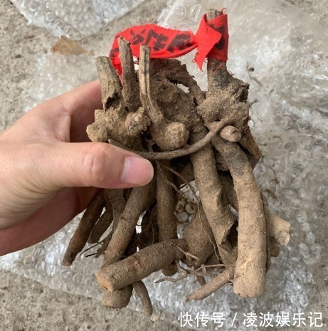 牡丹吊兰|懒人适合养什么花,浇水少,不挑土,它比人还懒!