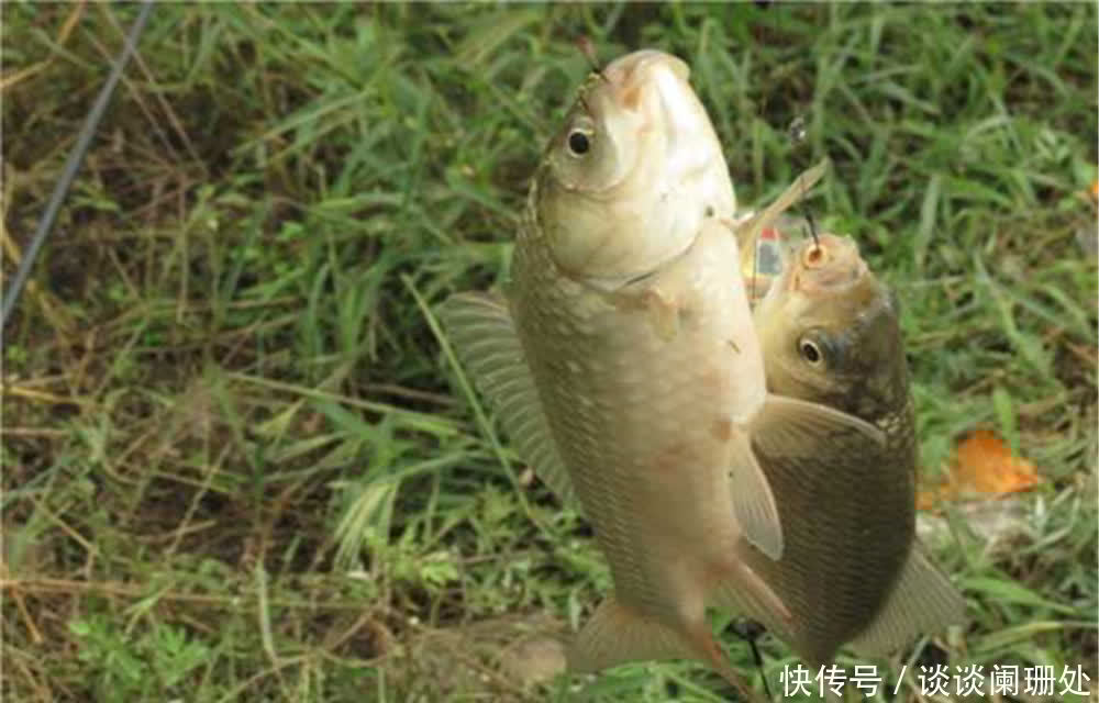 配方|夏季天热鱼儿“口难开”,用这些自制饵料配方,不愁没鱼咬钩!