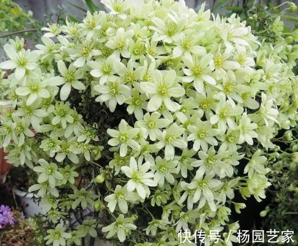 修剪|早春精灵—春早知，这也是开花机器哦