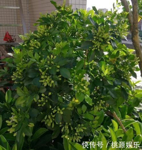 养分|嫌吊兰不好看,不如养上“此花”,花期达半年,花香味能媲美香水