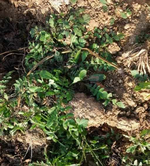 大山珍|農村不起眼的9大山珍,認識4個以上,說明你是真正的農村人!