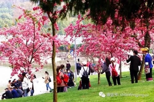 春光无限好，花艳景美岂能错过！