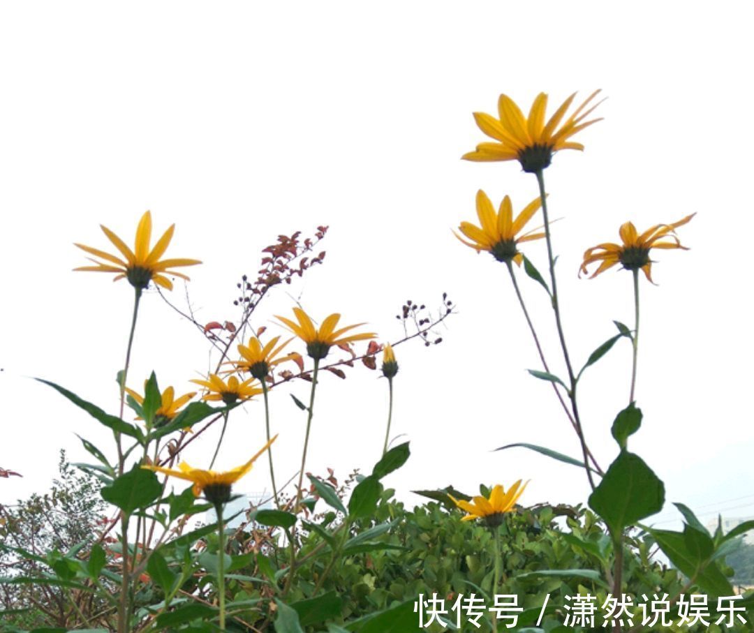 奇葩|奇葩的入侵植物没人厌,开花是菊收获是姜,比姜不辣好吃百倍