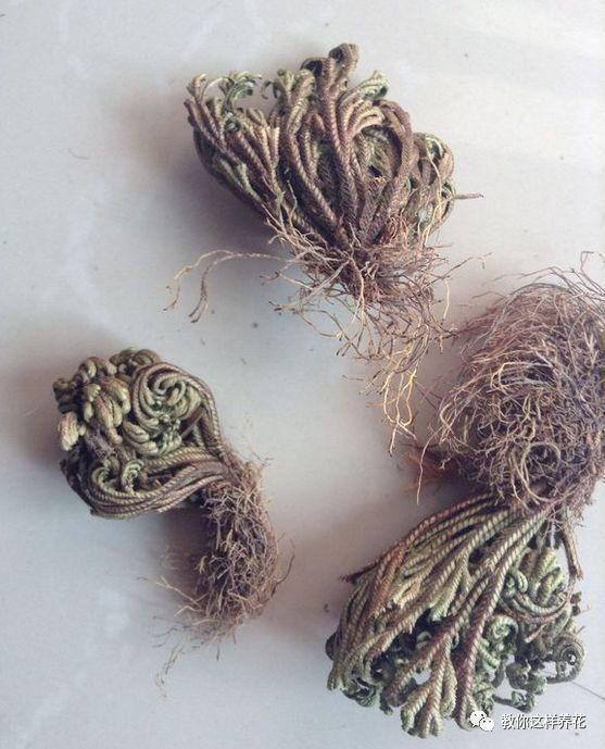 垂盆草|屋顶上的野草，人称“房神”，别再拔了，是福气！