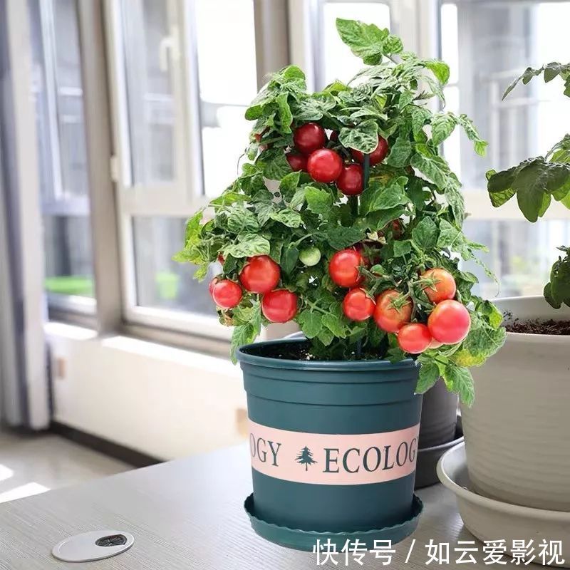 养护|这六种盆栽,能看还能吃,家里养一盆,清雅又别致