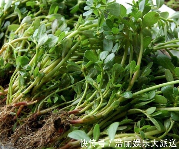 白发|有白头发先别染!马齿苋泡水加一宝,白发变黑发,还有惊喜变化