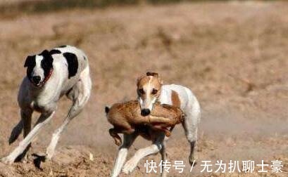 玩物丧志|为什么钓鱼穷三年, 玩鸟毁一生 其实主要想表达一个意思