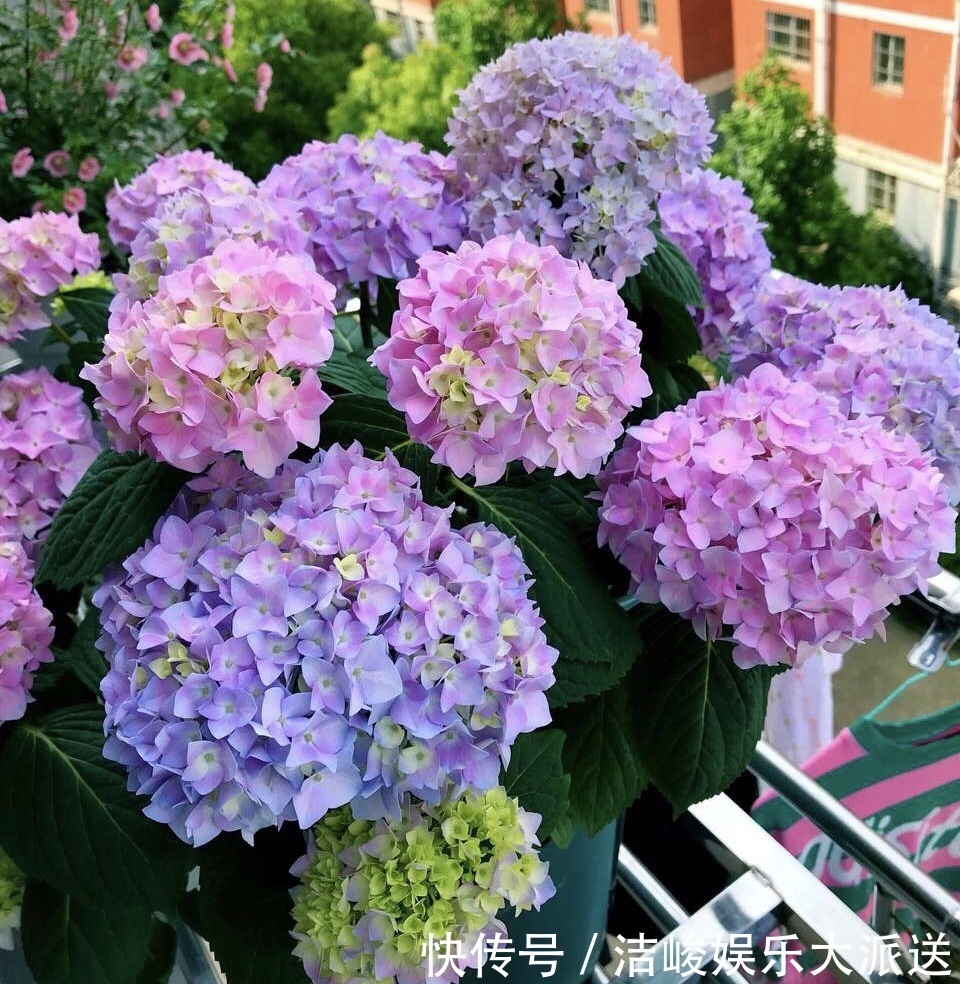 绣球花|家里有2种花,趁着现在“摘心”,花苞呼呼窜,个个开爆盆