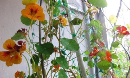 金莲|好看又好养的旱金莲，盆栽抓住这4个要点，花墙、花帘子全有了