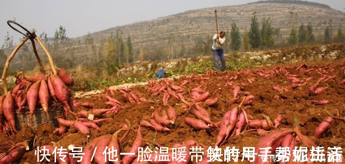 保存红薯很简单,不腐烂不发芽,教你2个好方法,红薯越放越甜!