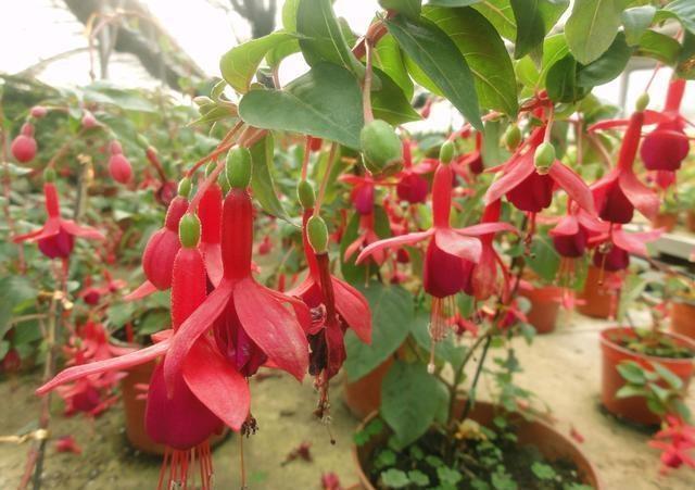 养花不开花，10天喷一次“它”，花苞翻倍，花满枝头