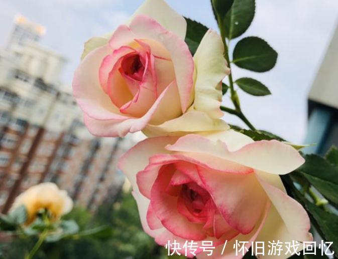 主干|到了1月该不该修月季?掌握住3个技巧,养出又多又壮的新枝