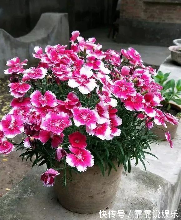 3种花不怕热,天热长得好,开花成花海,比绿萝还好养!