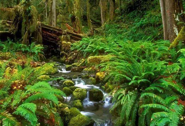 蕨菜类|不喜欢也要养的4种花，放在家中净化空气，吸附灰尘