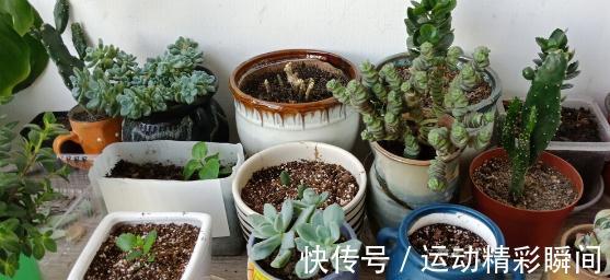 花盆里的小飞虫到处乱飞怎么办？教你几个小方法，实用