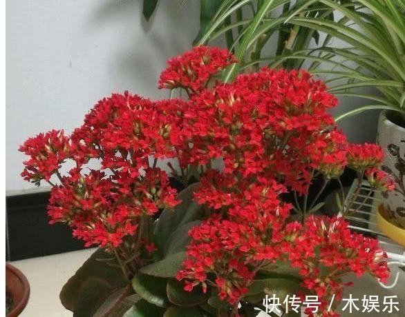 给长寿花喝一碗神仙水,一到花期猛窜花蕾,养1盆爆1盆!