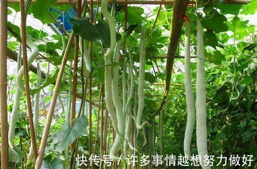 蛇瓜|几种养生又美味的食物，坚持常吃，清理血管，改善便秘，更显年轻