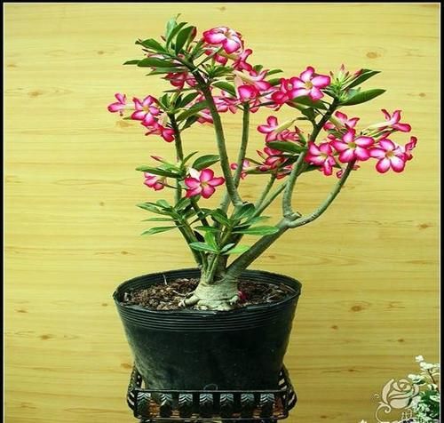 沙漠玫瑰花怎么养护？