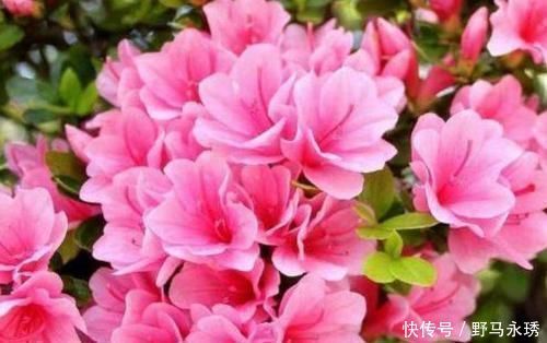 4种“女王花”,美出新天地,高端大气上档次,谁养谁喜欢