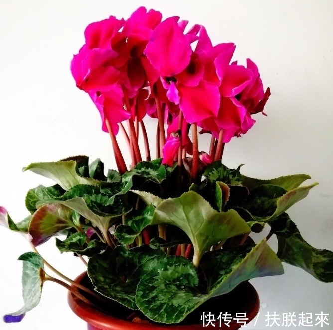 花盆|冬天盛开的8种花爱住“小房子”,花盆越大,越容易黄叶