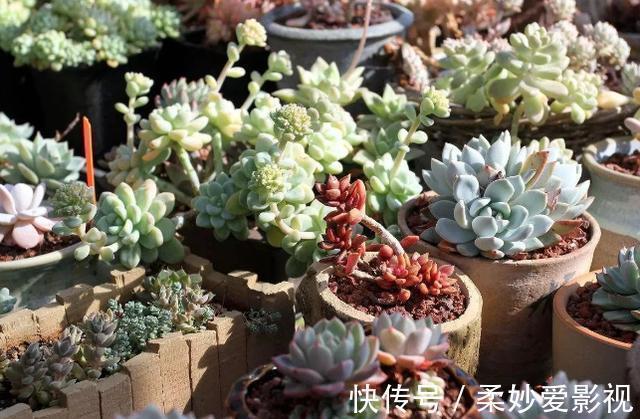 提醒肉友:换盆土,你弄清楚什么时候动手合适,如何操作了吗?