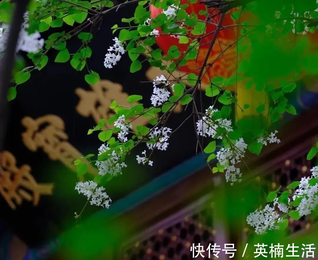 西洲|诗词鉴赏丨中国最美的十大名诗,一生至少要读一次